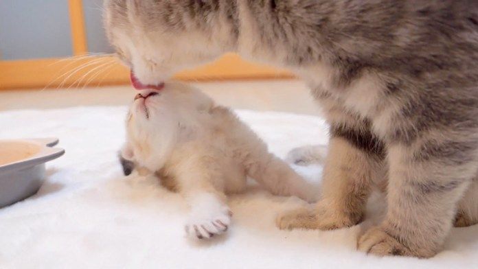 毛づくろいされる子猫