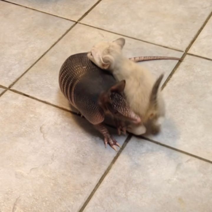 同居するアルマジロたちとじゃれる子猫、甲羅に阻まれヘソ天を晒す