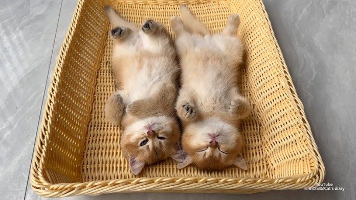 ヘソ天で眠る子猫達