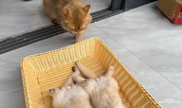 子猫達が気になる父猫