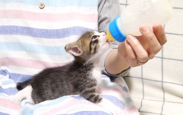 ミルクを飲む子猫