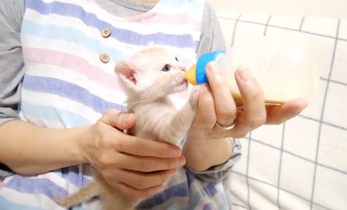 ミルクを飲む子猫