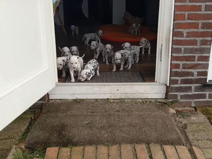 リアル「101匹わんちゃん」みたい！？