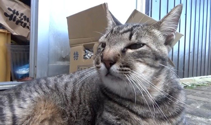 顔がパンパンの猫