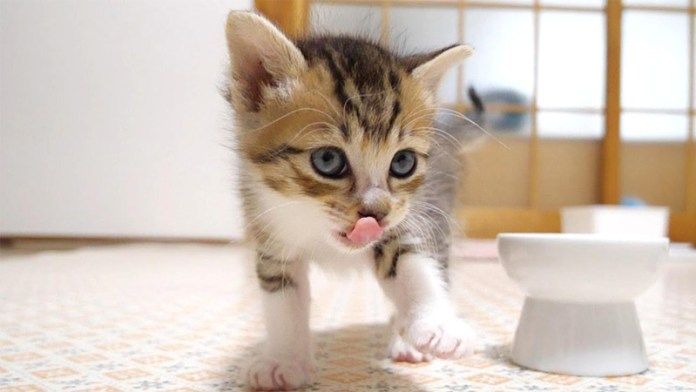 ごちそうさまを言いに来る子猫