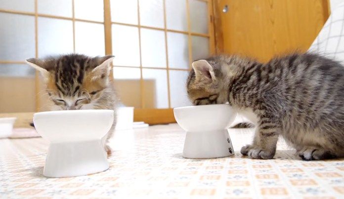 ご飯を食べる子猫達