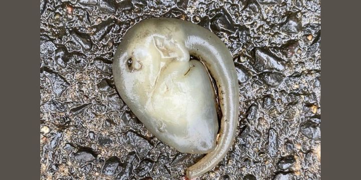 シドニーで謎のクリーチャーを発見