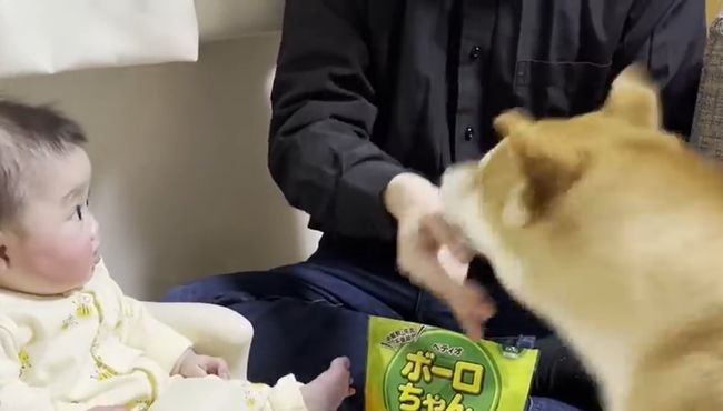 愛犬のおやつタイムに同席したベビー。まさかのできごとが起こって！？！！！