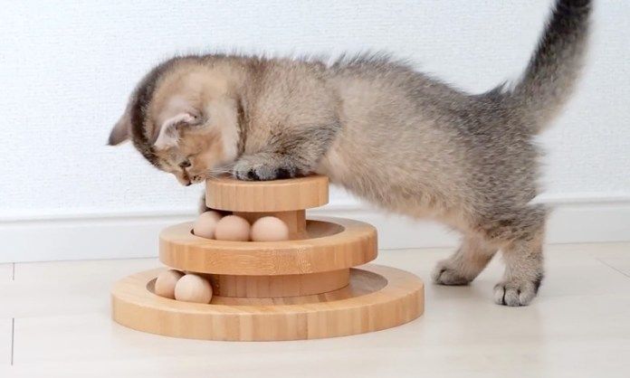 オモチャで遊ぶ子猫