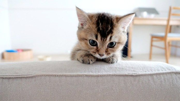 お出迎えしてくれる子猫