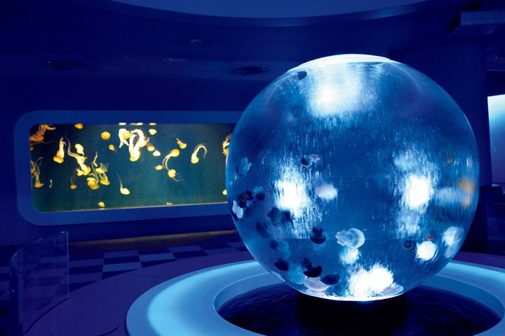 神奈川〈新江ノ島水族館〉館内