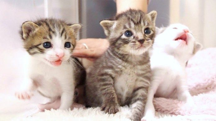 並んでご飯を催促する子猫達