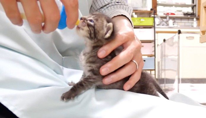 ミルクを飲む子猫