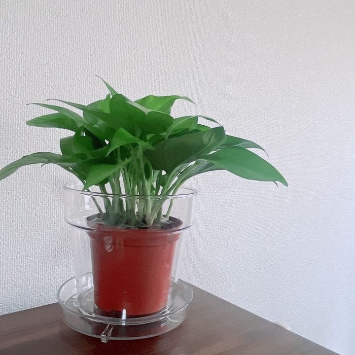 Standard Products（スタンダードプロダクツ）のおすすめ 透明植木鉢カバー