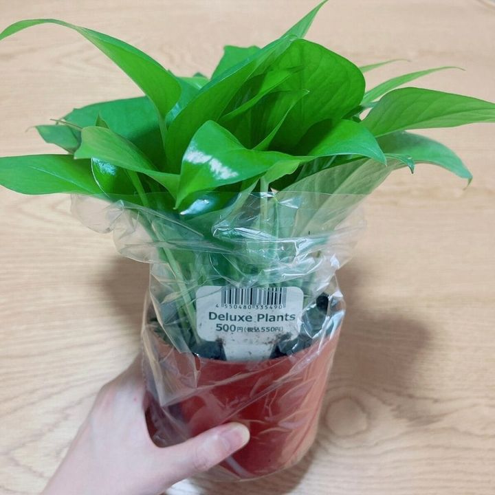 Standard Products（スタンダードプロダクツ）で買えるおしゃれな観葉植物 Deluxe Plants