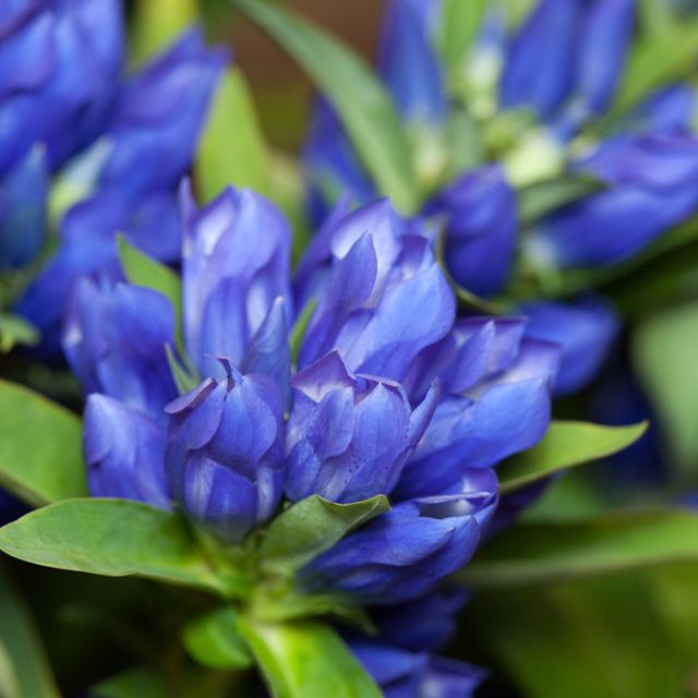 10月生まれのシンボルフラワー 竜胆