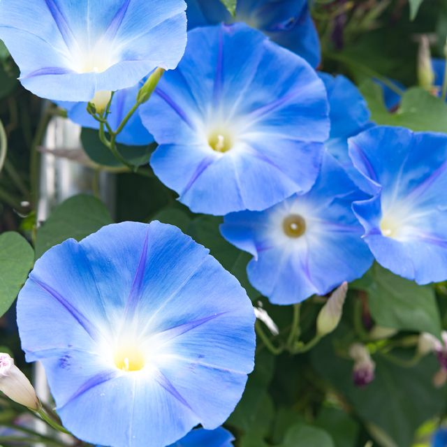 7月のシンボルフラワー 朝顔