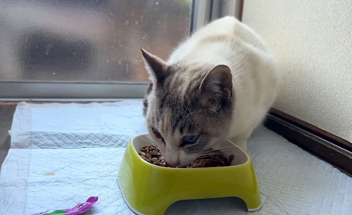 ご飯を食べる猫