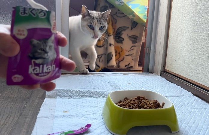 家の中に入ってきた猫