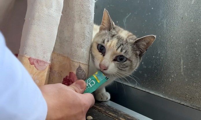 オヤツを食べる猫