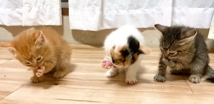 グルーミングする子猫達