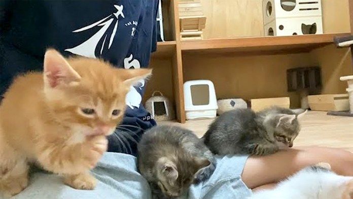 膝の上でグルーミングする子猫達