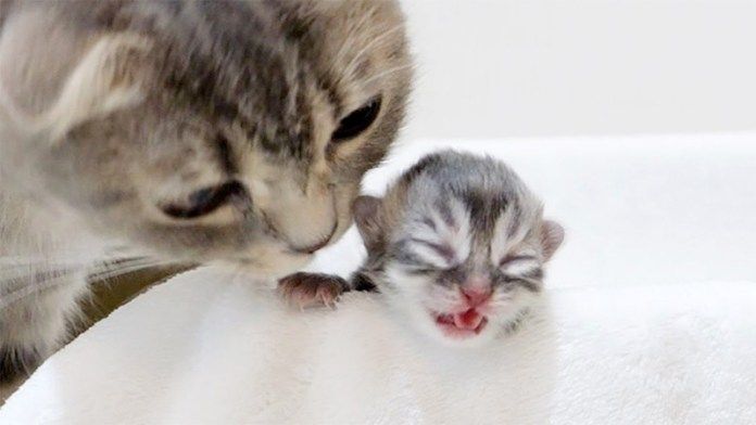 子猫を心配する母猫