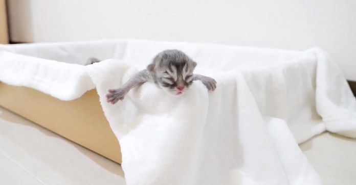 寝床から出ようとする子猫