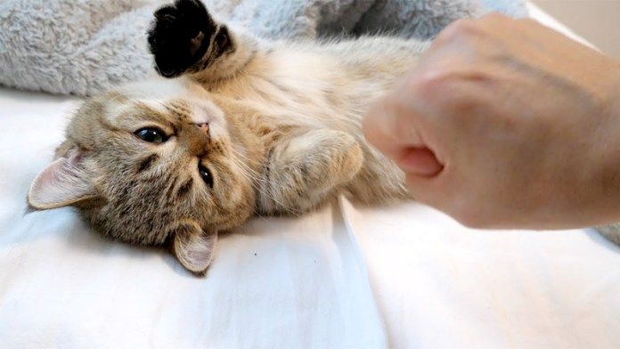 ジャンケンを真似する子猫