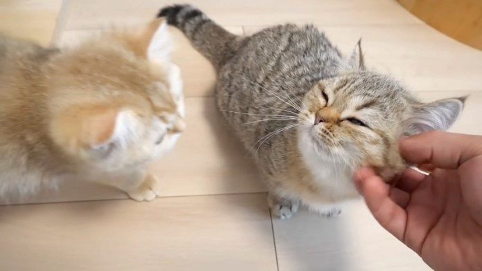 撫でられる子猫