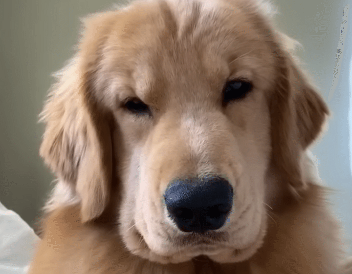 「どうしてそんなに可愛いの？」愛犬に聞いてみたら