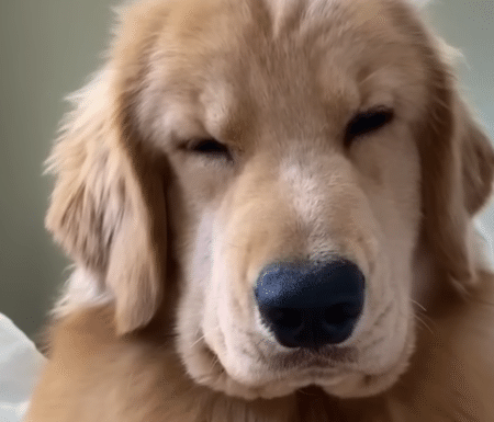 「どうしてそんなに可愛いの？」愛犬に聞いてみたら