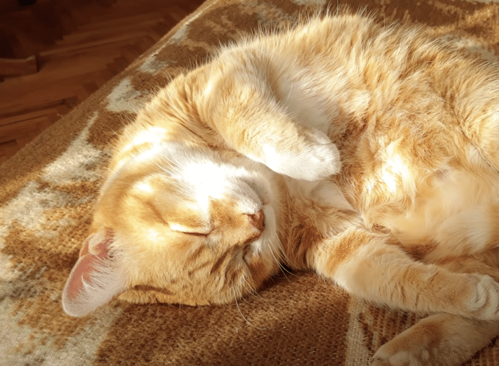 ゴロゴロしている猫を見て癒されようよ♡