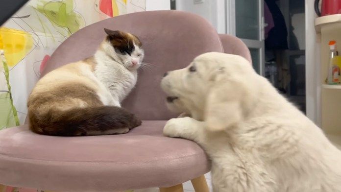 猫と仲良くなりたい犬