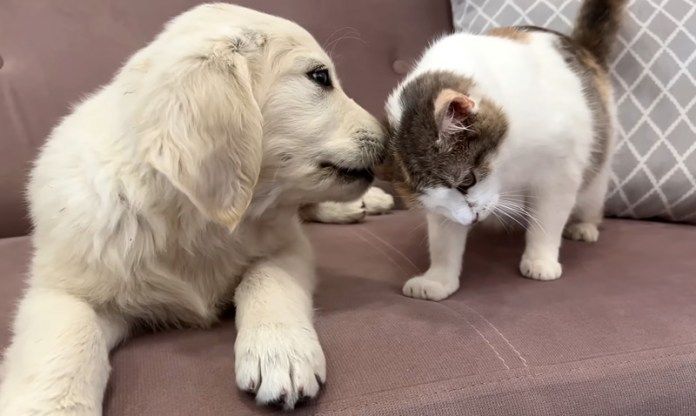 猫と仲良くなりたい犬