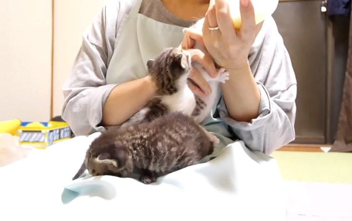 ミルクが飲みたい子猫達