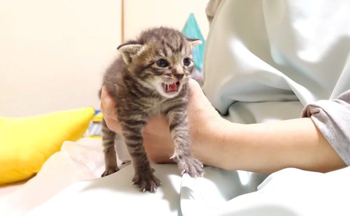 鳴く子猫