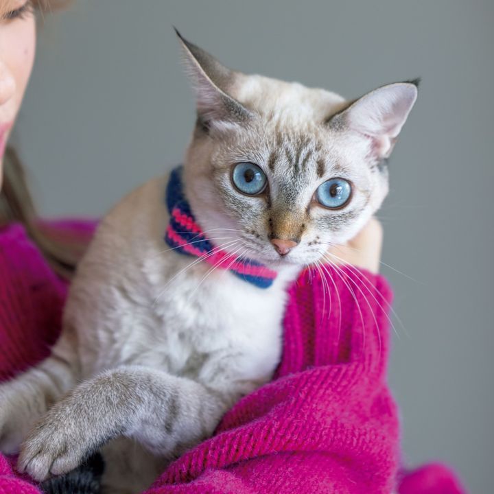 俳優・高畑充希の愛猫