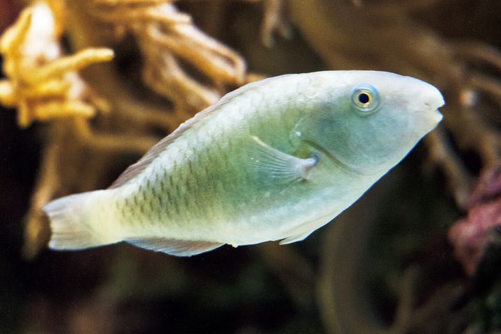 レモンブダイ