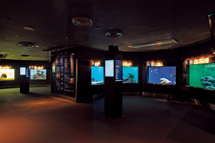 東京〈葛西臨海水族園〉「世界の海」の展示エリア