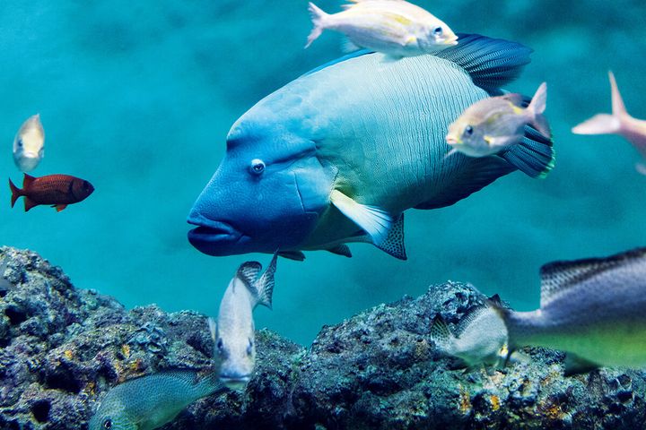 メガネモチノウオ