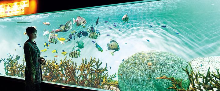 東京〈葛西臨海水族園〉園内の水槽