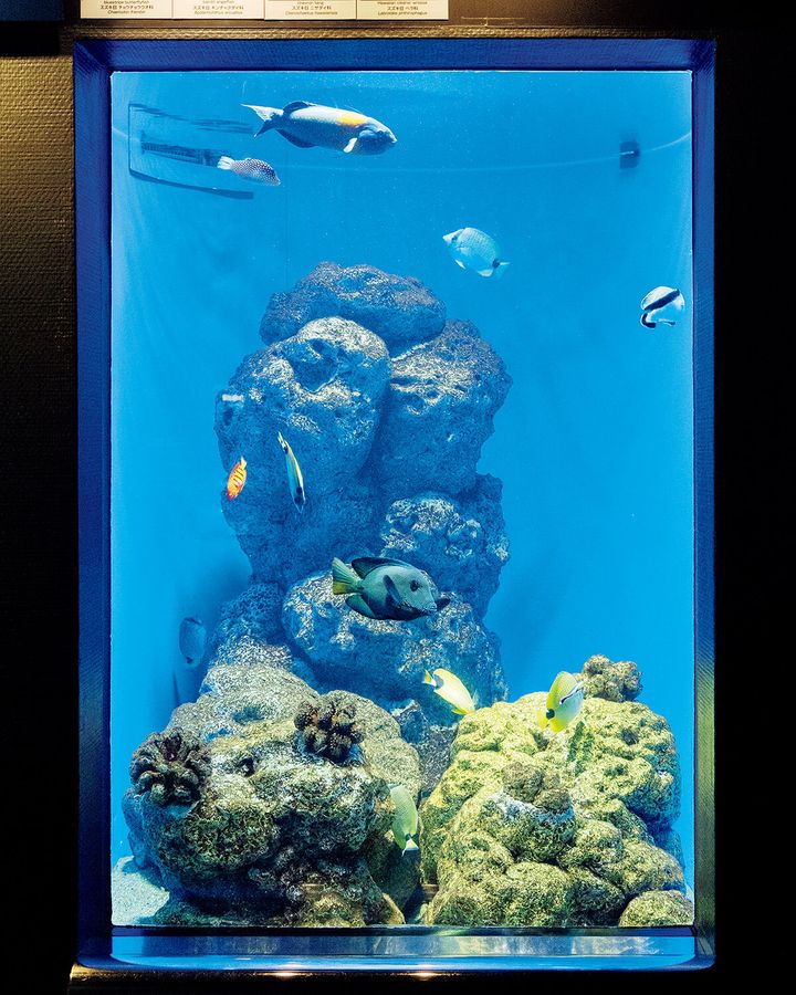 東京〈葛西臨海水族園〉園内の水槽