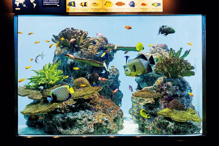 東京〈葛西臨海水族園〉園内の水槽