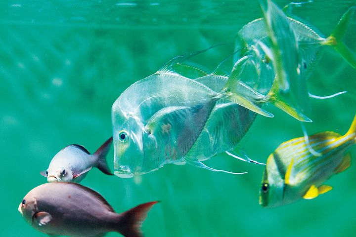 ルックダウン