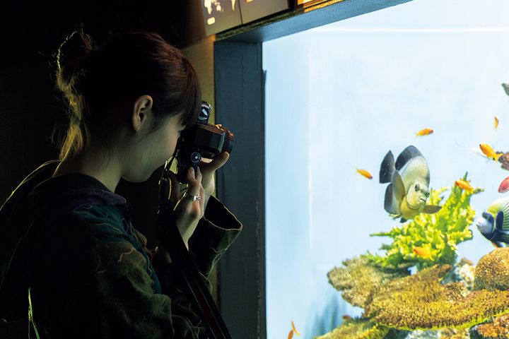 東京〈葛西臨海水族園〉園内の水槽