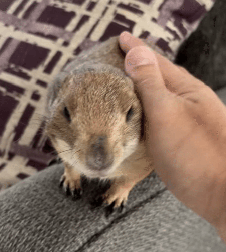 可愛いプレーリードッグさん。毎日元気な挨拶してくれるよ！