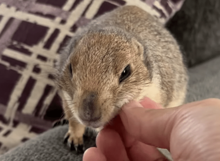 可愛いプレーリードッグさん。毎日元気な挨拶してくれるよ！