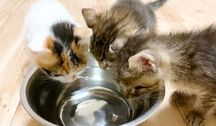 水を飲む子猫達