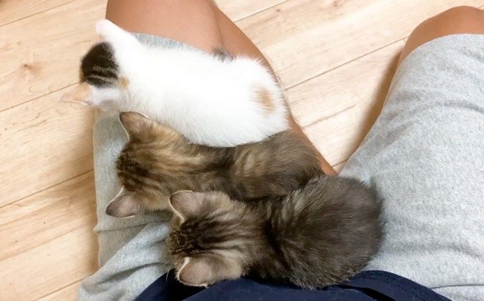 膝に乗る子猫達